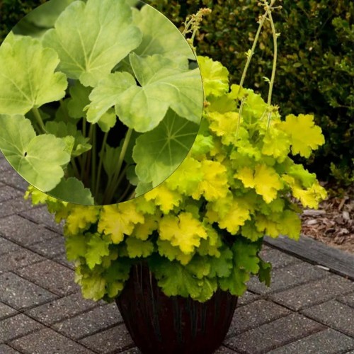 Heuchera 'Blondie in Lime' - Helmikpööris 'Blondie in Lime' P11/0,75L